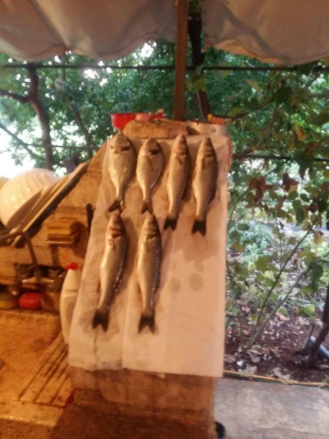 Zelena Oaza Apartment Novigrad Istria Eksteriør bilde